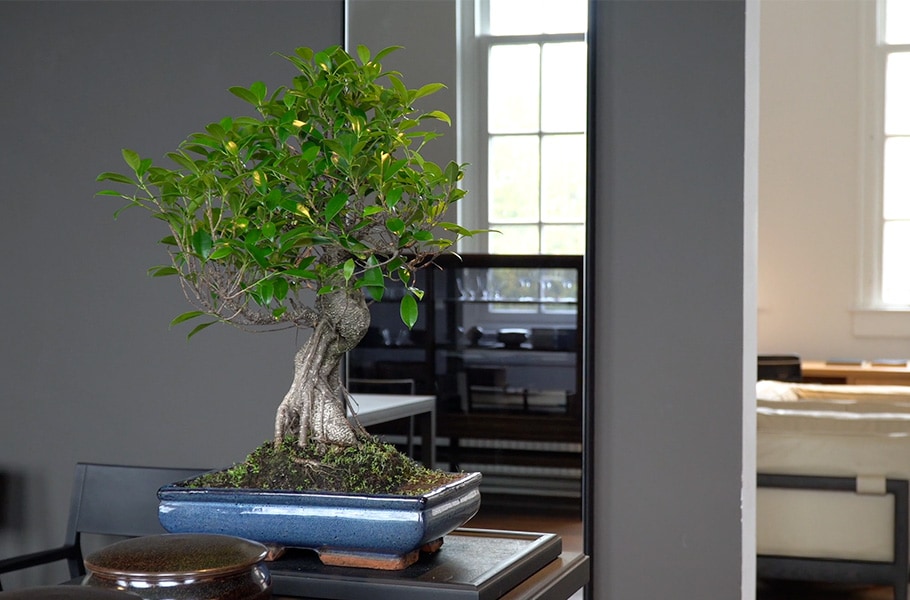 La specie bonsai più diffusa da interni è il Ficus Retusa